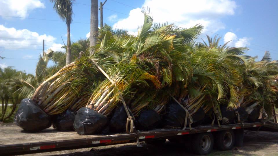 Sarasota Wholesale Palm Trees